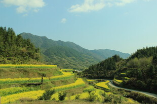婺源山间梯田美景