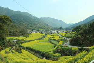 婺源山间梯田油菜花美景