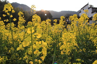婺源春日油菜花田美景