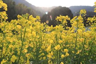 婺源春日油菜花海美景