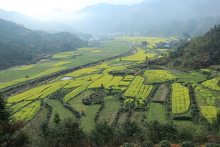婺源山间梯田美景
