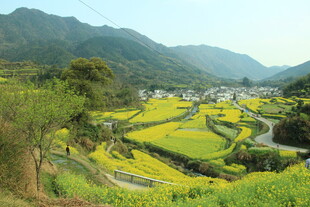 婺源山间梯田油菜花田园美景