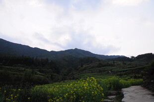 婺源山间小径旁的绚烂花田