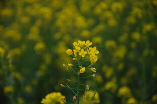 婺源金黄油菜花绽放