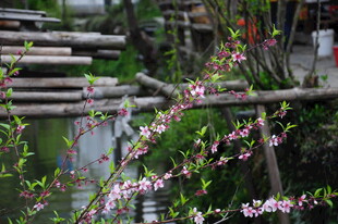 婺源春日溪边木桥旁烂漫花枝