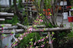 婺源春日木栏旁绽放的花枝