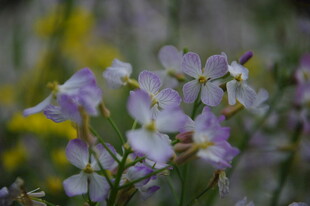 婺源紫色小花绽放于草丛间
