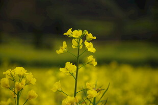 婺源金黄油菜花绽放的田园美景