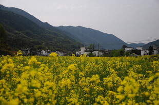 婺源金黄油菜花田与远山美景
