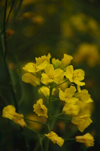 婺源黄色小花绽放
