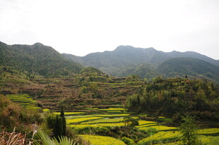 婺源山间梯田美景