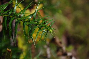 婺源带刺绿植特写