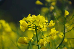 婺源金黄油菜花绽放