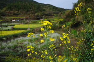 婺源山间油菜花田美景