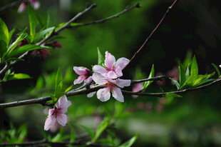 婺源枝头绽放的粉嫩桃花