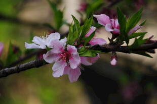 婺源枝头绽放的粉嫩桃花