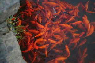 婺源池塘中密集的红色金鱼