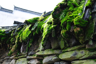 婺源石墙上的翠绿苔藓景观