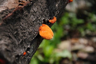 婺源树干上的橙色小蘑菇