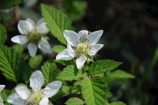 婺源白色小花绽放绿叶间