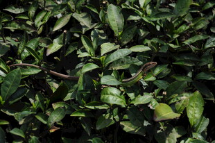 婺源茂密绿叶植物特写