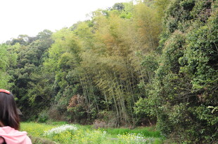 婺源漫步绿意盎然的林间小道