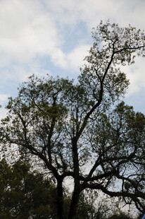 婺源蓝天映衬下的繁茂大树