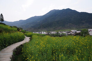 婺源山间小径旁的田园风光