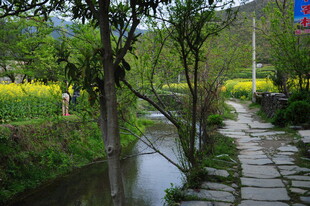 婺源乡间溪边小径 春日美景