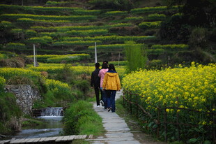 婺源漫步花海小径的背包客