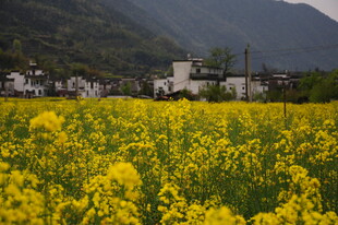 婺源金黄油菜花海中的山村