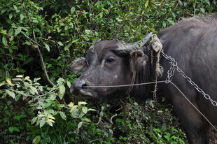 婺源被锁链束缚的耕牛