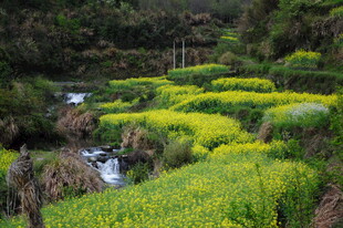 婺源山间溪流旁的金黄油菜花田