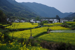 婺源田园风光中的金黄稻田