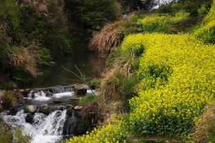 婺源溪边绽放的灿烂黄色花丛