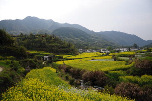婺源春日山间油菜田美景