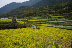 婺源春日梯田油菜花美景