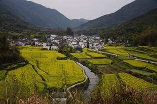 婺源山间田园美景 金黄油菜花田