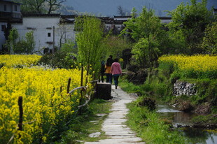婺源春日乡间小道赏油菜花
