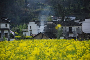 婺源春日油菜田边的宁静村落