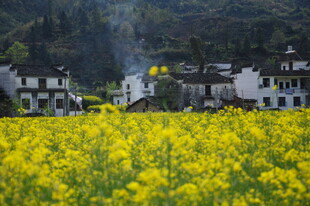 婺源金黄油菜田旁的古朴村落