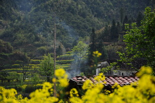 婺源山间黄花旁的乡村景致