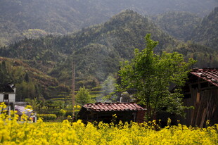 婺源山间黄花簇拥的古朴村落