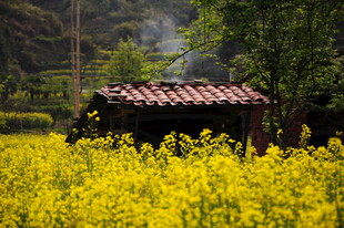 婺源油菜花海中的古朴小屋
