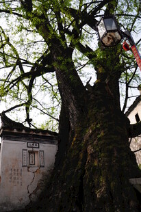 婺源古老大树旁的中式建筑