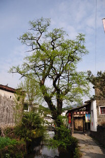 婺源古巷旁的葱郁绿树