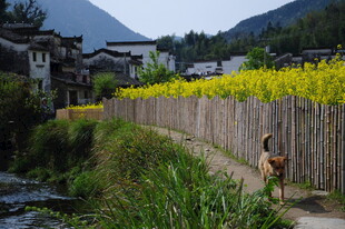 婺源乡村田园风光 篱笆与溪流