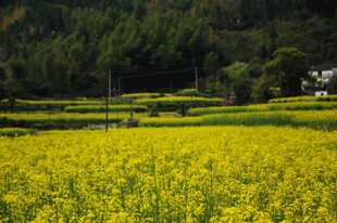 婺源金黄油菜田的乡村美景