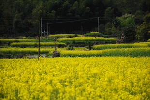 婺源春日金黄油菜花田美景