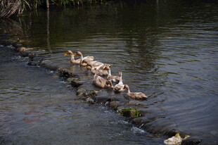 婺源鸭群水中嬉戏